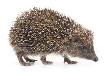 Hedgehog