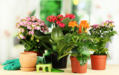 Beautiful flowers in pots on wooden table on natural background