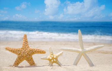 Fototapeta na wymiar Three Starfishes on a beach