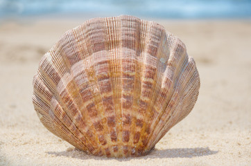 Fototapeta na wymiar Seashell on a beach