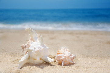 Obraz na płótnie Canvas Seashells on a beach