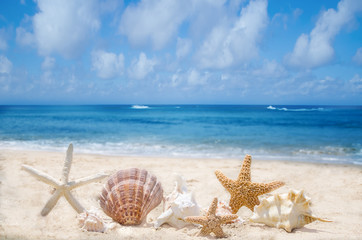Fototapeta na wymiar Starfishes and seashells on the beach