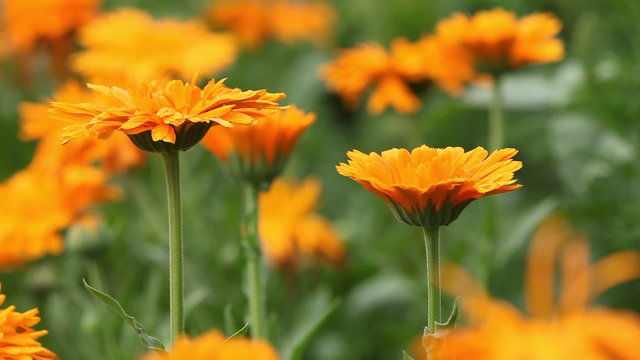 Close-up of pot marigold (calendula) flowers