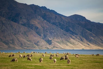 Crédence de cuisine en verre imprimé Nouvelle-Zélande Merino sheep