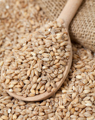 pearl barley in wooden spoon