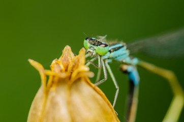 Blue Dragonfly Macro Portrait