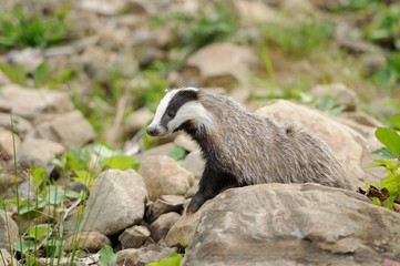 Badger