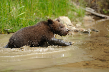 Brown bear cub