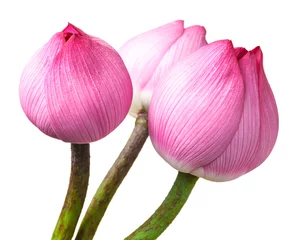 Photo sur Plexiglas fleur de lotus Bouquet de bourgeons de lotus