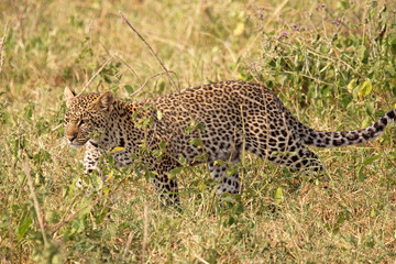 Leopard walking in the grass