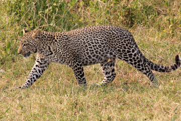 Leopard walking in the savannah