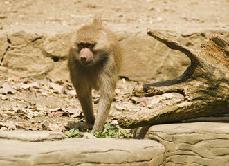 Mandril Approaching under Direct Sun Light