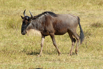 Blue wildebeest walking