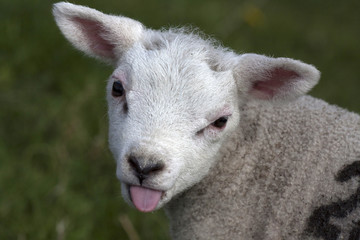 Young lamb sticks his tongue out