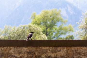 Raven on the wall