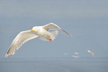 Fototapeta na wymiar Чайка в полете над Белым морем