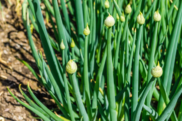 Onion plant with flower head.