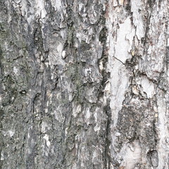 bark of tree texture