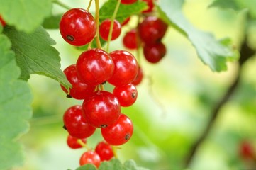 bunch of red currants in soft light