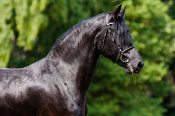 friesian horse portrait