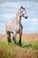 Dutch Warmblood horse on a field