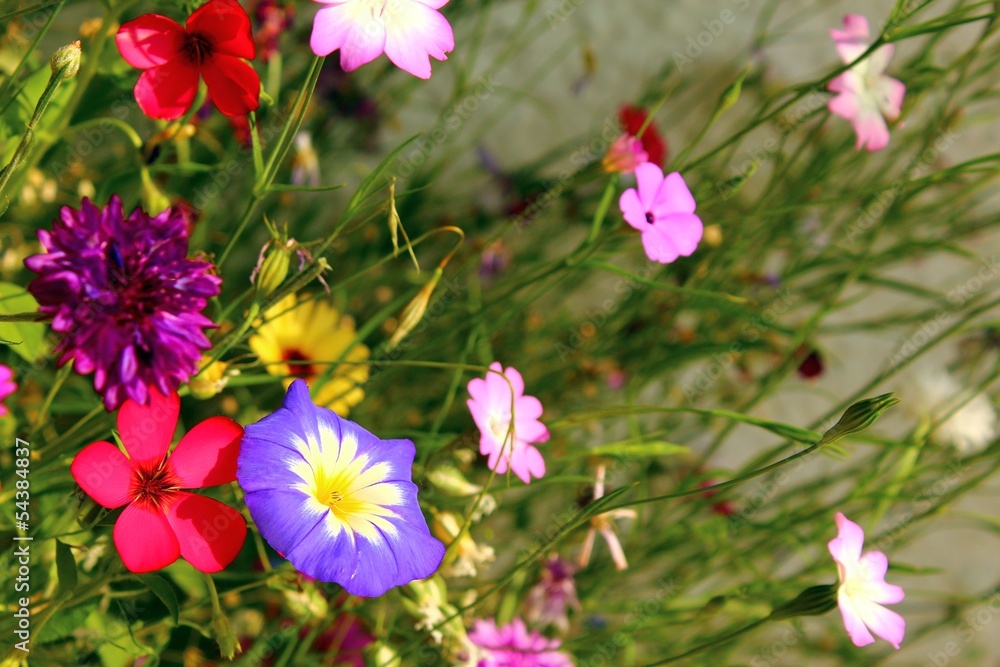 Wall mural feldblumen