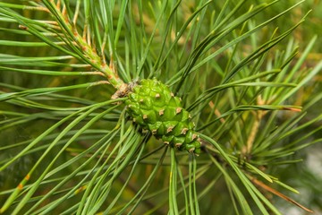 Зеленая шишка на сосне © pablofilatelly