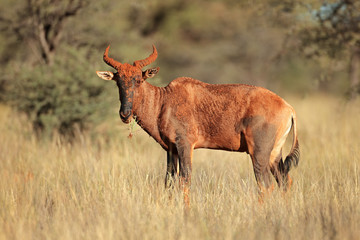 Tsessebe antelope