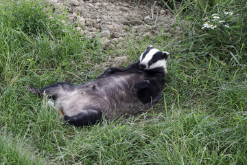 Badger, Meles meles © Erni