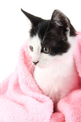 Small kitten in pink towel isolated on white