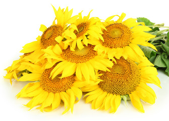 Sunflowers isolated on white