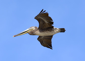 Brown Pelican Flying