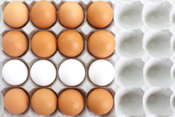fresh eggs in pater tray