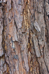 Bark texture