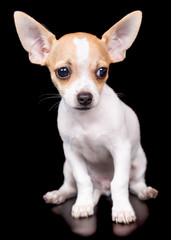 Chihuahua puppy standing on a black background