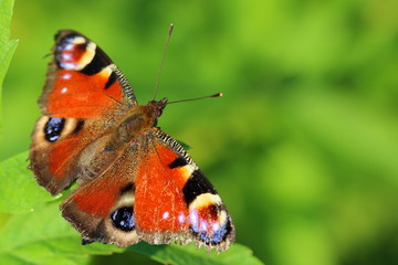 Butterfly - European Peacock (Inachis io) on grass. Macro
