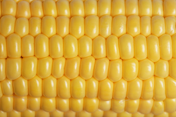 生のトウモロコシ