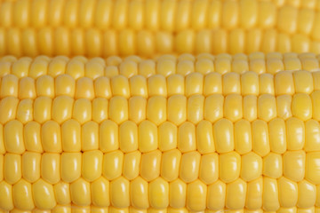 生のトウモロコシ