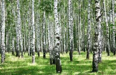 Washable wall murals Birch grove Summer july view of birch grove in sunlight