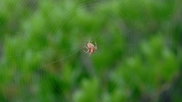 Spider waiting on his web for bug