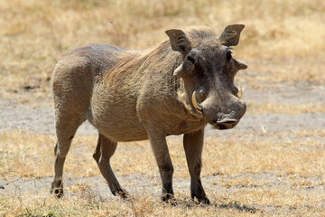 A warthog standing