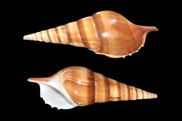 Shells of Tibia insulaechorab on black background