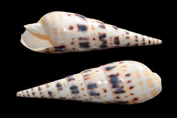 Shells of Crenulate Auger on black background