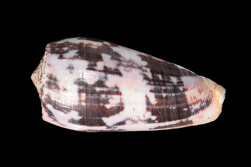 Shell of Striated cone on black background