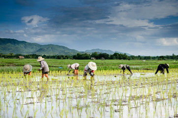Rice transplanting .