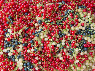 Johannisbeeren - Ribes