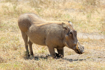 A warthog sitting
