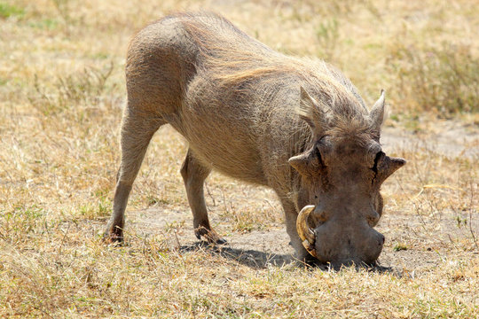 A warthog grazing