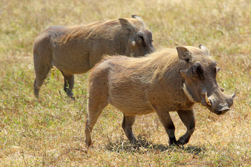 Couple of warthogs walking