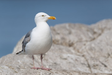 Naklejka premium Silbermöwe, European Herring Gull, Larus argentatus